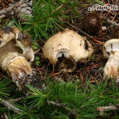 Suillus Viscidus