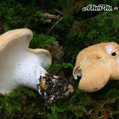 Hydnum Repandum