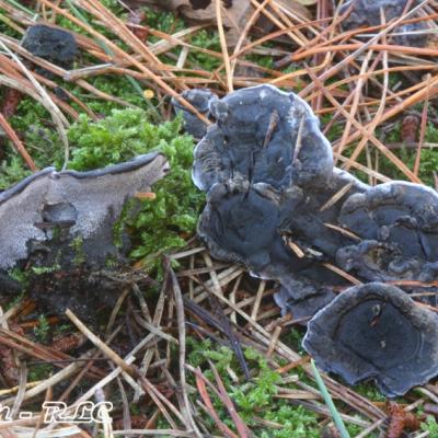Phellodon Niger