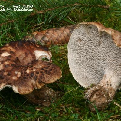 Sarcodon Imbricatus