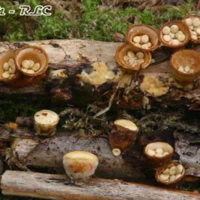 Crucibulum Laeve