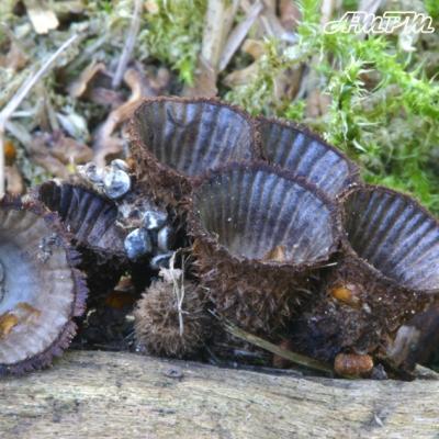 Cyathus Striatus