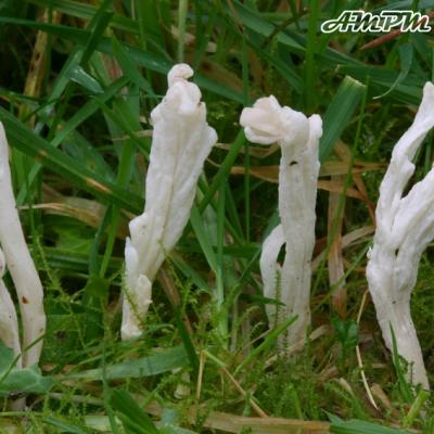 Clavulina Rugosa