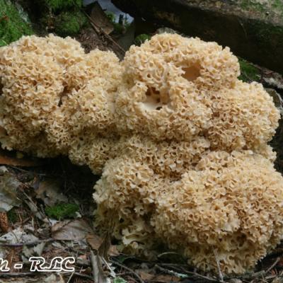 Sparassis Crispa