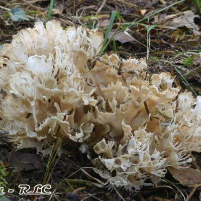 Sparassis Laminosa2