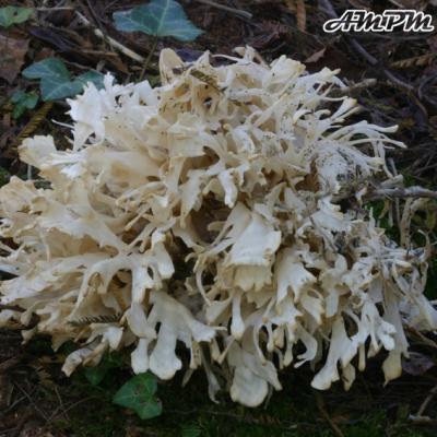 Sparassis Laminosa
